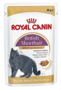 karma Royal Canin dla kotów rasy British Shorthair